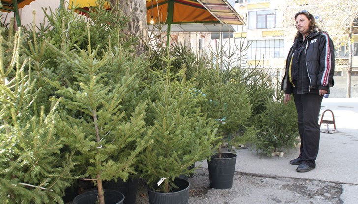 На какви цени вървят коледните дръвчета тази година
