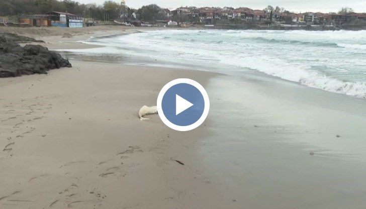 Това е нарушение от страна на концесионера да опазва околната среда, флората и биологичното разнообразие. Няма право да се допуска движение на моторни превозни средства върху плажа