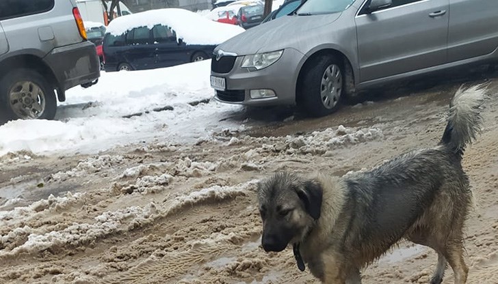 В момента улиците във всички 12 села са проходими, допълват от Общината В момента улиците във всички 12 села са проходими, допълват от Общината