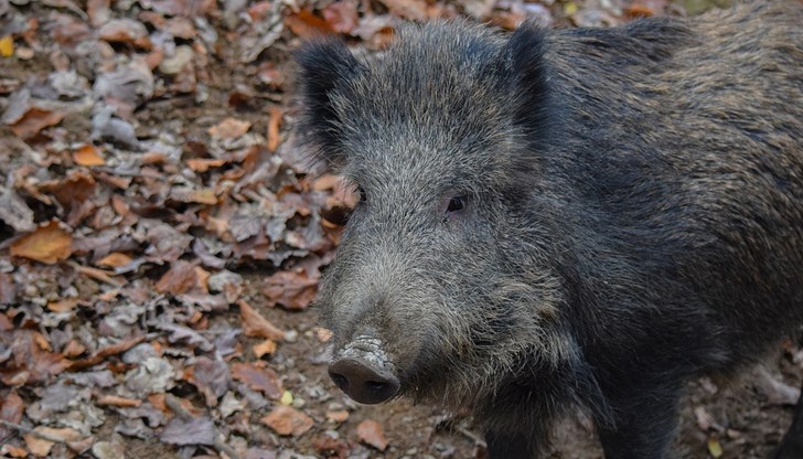 Агресивното животно ухапало и тъпкало мъжа до такава степен, че се наложило да бъде приет в клиниката с тежки наранявания
