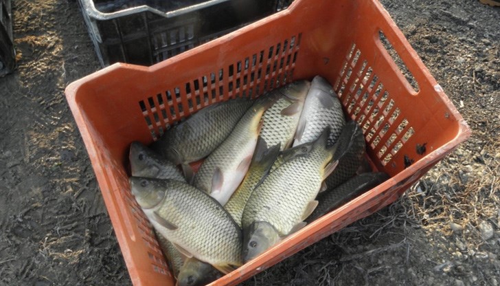 Кой не обича мириса на прясно приготвена риба? Кой не обича мириса на прясно приготвена риба?