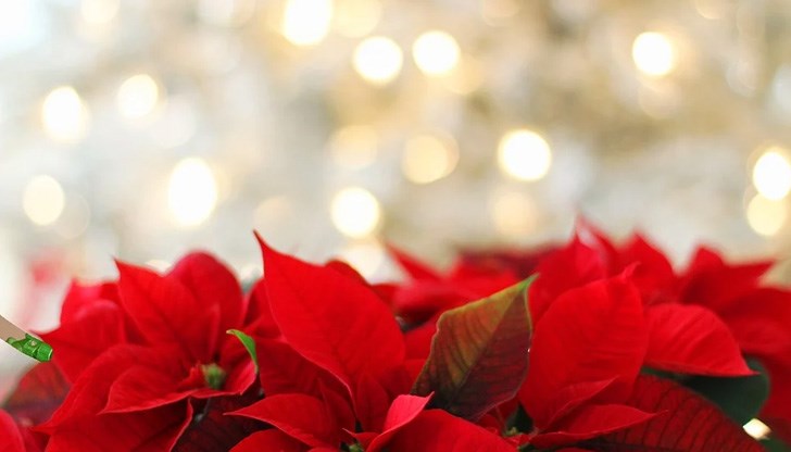 Знаете ли какви грижи трябва да полагате за това цвете?