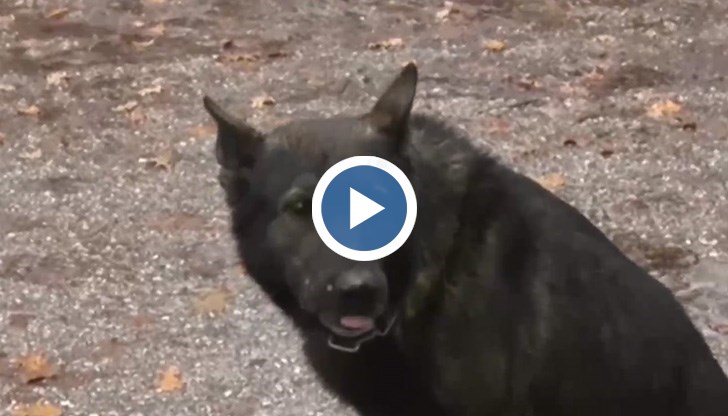 То се казва Барс, а на целия Балкански полуостров има едва още две такива