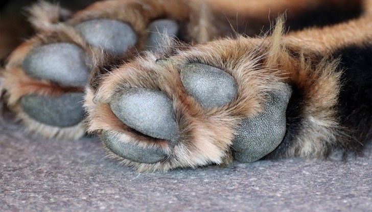 „Умри, бе!“, „Ще ме хапеш ли?“, крещял насилникът „Умри, бе!“, „Ще ме хапеш ли?“, крещял насилникът