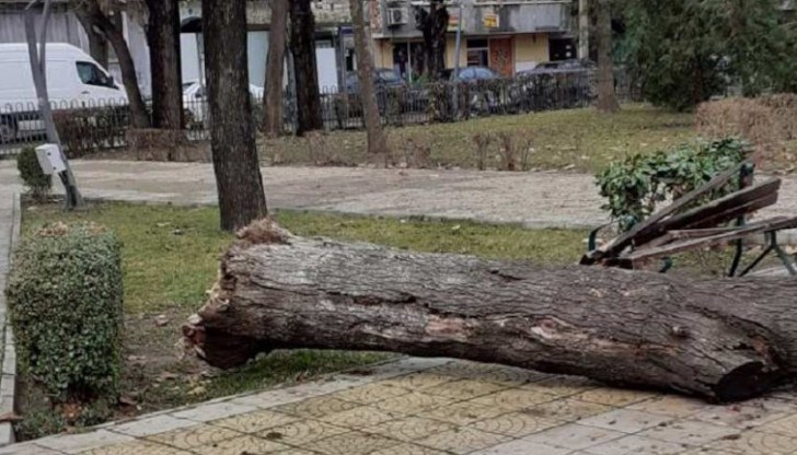 Дървото се е срутило в парк, близо до детска площадка