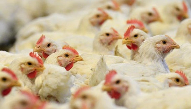 От особено значение е фуражите да се съхраняват на закрито, а при намерени диви птици, както и при завишена смъртност в стопанствата с домашни птици, то съответния ветеринарен лекар трябва да бъде незабавно информиран От особено значение е фуражите да се съхраняват на закрито, а при намерени диви птици, както и при завишена смъртност в стопанствата с домашни птици, то съответния ветеринарен лекар трябва да бъде незабавно информиран