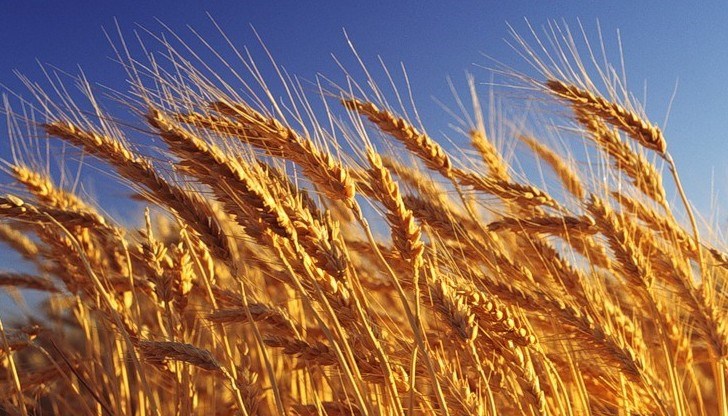 Според професор по агрометереология се очаква по-скоро коледен студ, отколкото коледен сняг