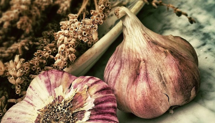 Най-полезен е чесънът в суров вид. Ако похапвате дори само една скилидка на ден, си подсигурявате добро здраве и добра защита на имунната система