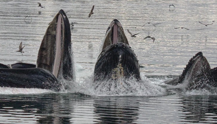 Животните са били привлечени от електричеството, но засядат в плитките води