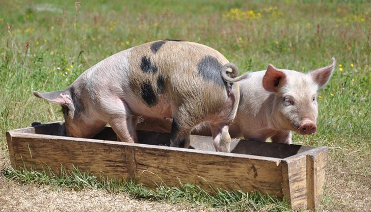 Това е първият път, когато генетично модифицирано животно е одобрено както за хранителни, така и за медицински цели Това е първият път, когато генетично модифицирано животно е одобрено както за хранителни, така и за медицински цели