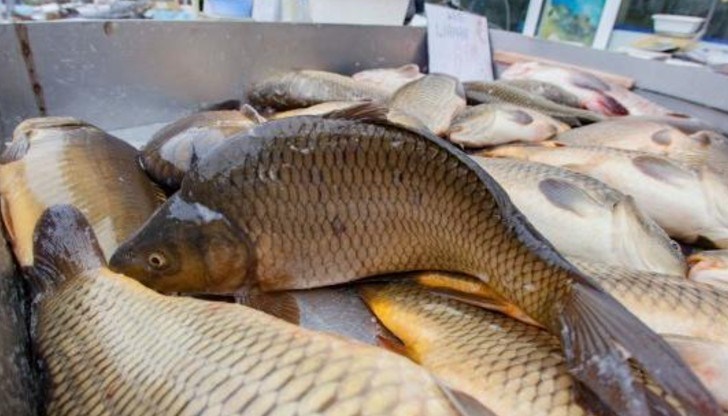Разнообразието от риба и морски дарове е толкова голямо, че дори традиционният шаран отстъпва от никулденската трапеза