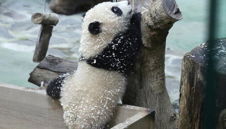 Това е второто черно-бяло мече, родено в островната държава