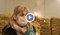 БАБХ издирва германските картофи, продавани като български