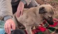 Изхвърлиха окървавени кучета след операции на студа край Кърджали
