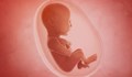 Човешките ембриони са уязвими на КОВИД-19 в ранните стадии на развитие