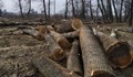 Природозащитници: Властта готви сеч на близо 4 милиона декара гори