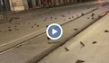 Стотици мъртви птици в Рим заради фойерверките