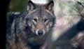 Ловец отстреля 80-килограмов вълк в Ивайловградско