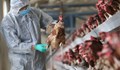 Десетки огнища на птичи грип във Франция