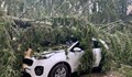 Паднали дървета премазаха коли в Пампорово