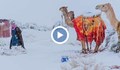 Рядко явление в пустинята Сахара: Лед и сняг