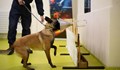 Обучени кучета надушват COVID-19 в 95% от случаите