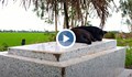 Предано куче вече три години не се откъсва от гроба на стопанина си