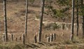 Скандален проект на ВМРО отваря врати за изсичането на 10% от българските гори