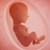 Човешките ембриони са уязвими на КОВИД-19 в ранните стадии на развитие