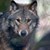 Ловец отстреля 80-килограмов вълк в Ивайловградско