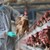 Десетки огнища на птичи грип във Франция
