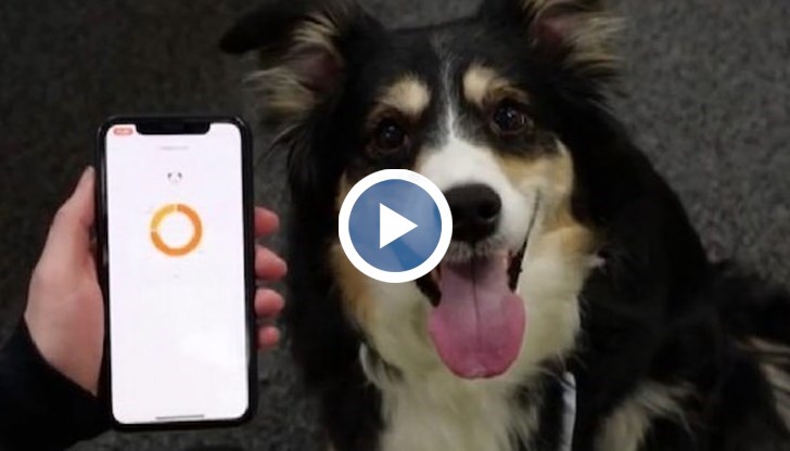 Устройството разпознава гняв, тревожност, тъга и щастие в лаенето на четириногите