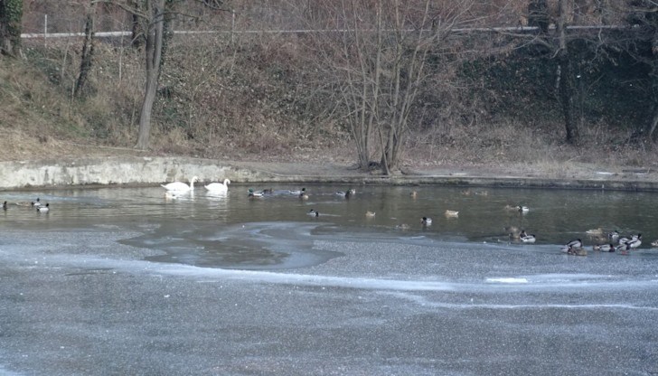 Така „лебедовото езеро“ се превърна в ледено Така „лебедовото езеро“ се превърна в ледено