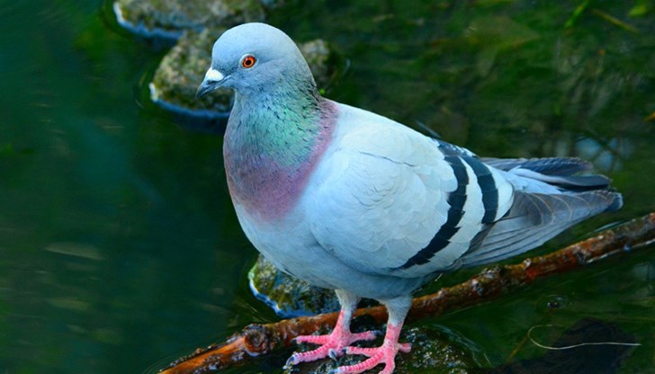 Според австралийските власти гълъбът представлява "пряк риск за биосигурността"