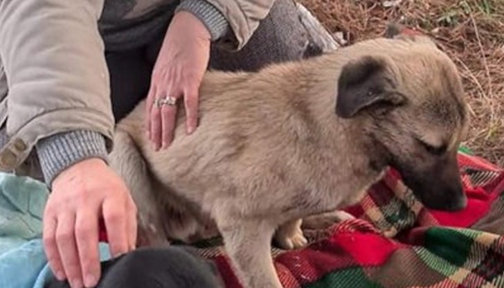 Милостиви хора все пак са се намерили и са оказали помощ на бедстващите животни Милостиви хора все пак са се намерили и са оказали помощ на бедстващите животни