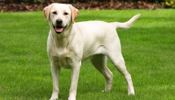 Таксата за притежание на куче е 25 лв е се дължи ежегодно. Чипирането също е задължително.