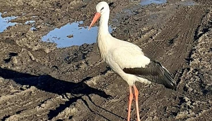 Предвестникът на пролетта е видян край езерото “Мандра” в Бургас