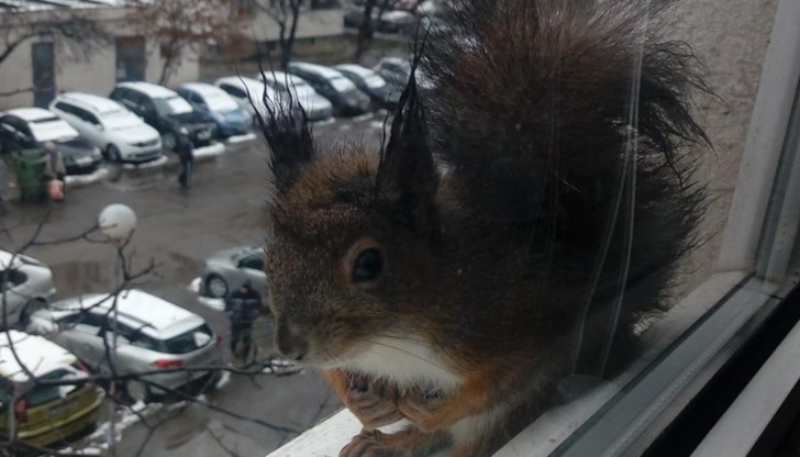 Всяка сутрин гризачът чака за храна на перваза