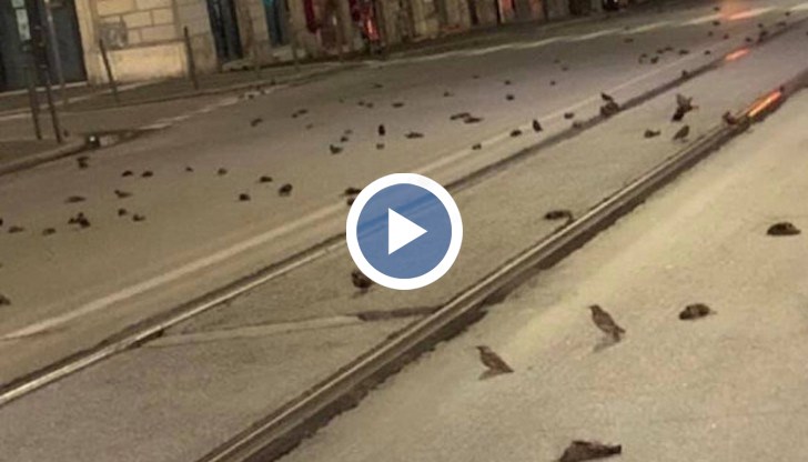 Ужасяващи кадри показват как празничната заря се отразява на животните