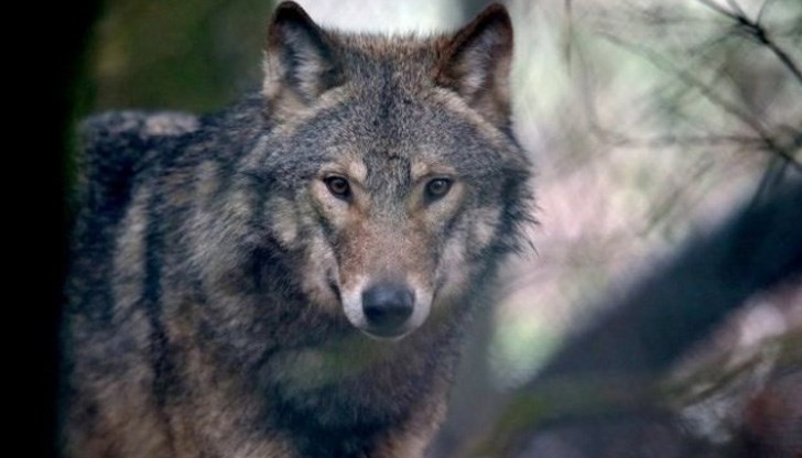 Вълците са изключително трудни за отстрел хищници