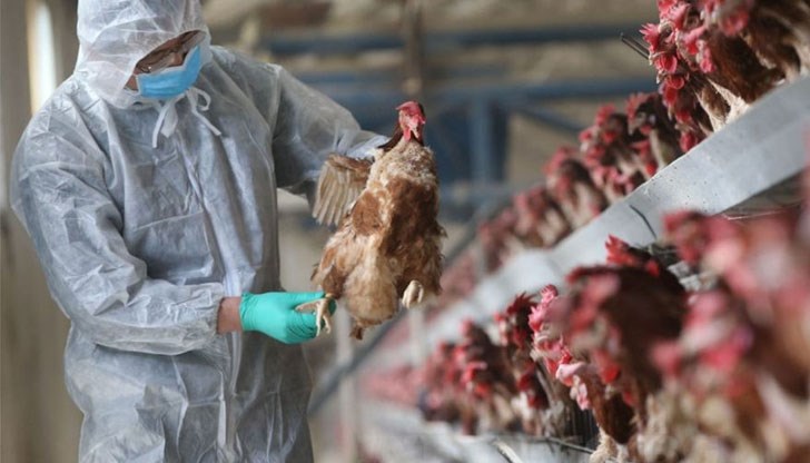 Броят им само за дни е скочил рязко Броят им само за дни е скочил рязко