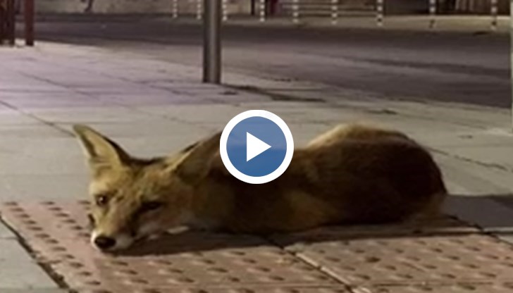 Нощем в центъра на Русе все по-често се разхождат лисици и хората ги снимат с телефоните си