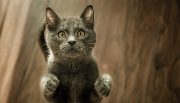 Има аромати, които ще уплашат котката и тя дълго ще отбягва мястото, където ги е срещнала Има аромати, които ще уплашат котката и тя дълго ще отбягва мястото, където ги е срещнала