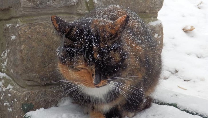 Зимата дойде с пълна сила, а по улиците бедстват стотици бездомни котета - нека им помогнем!