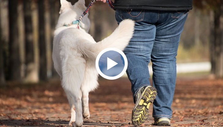 Налогът се дължи на Общината, а глобата стига до 150 лева