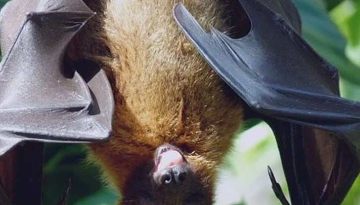 Последният такъв случай е регистриран в Русия преди 35 години, а бясът официално е обявен за изчезнал през 2001г Последният такъв случай е регистриран в Русия преди 35 години, а бясът официално е обявен за изчезнал през 2001г