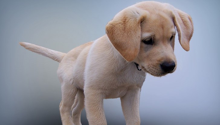 Руснаците вече са започнали да разработват ваксина за домашни любимци, за която има много малко информация, твърди професор Руснаците вече са започнали да разработват ваксина за домашни любимци, за която има много малко информация, твърди професор