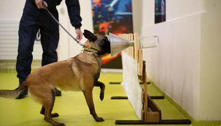 Животните душат контейнери с парчета тъкан, пропити с миризмата на здрави или болни хора, за да могат да открият заразени с новия коронавирус Животните душат контейнери с парчета тъкан, пропити с миризмата на здрави или болни хора, за да могат да открият заразени с новия коронавирус