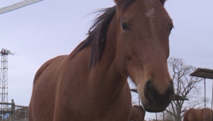 Наложило се е животното да бъде евтаназирано