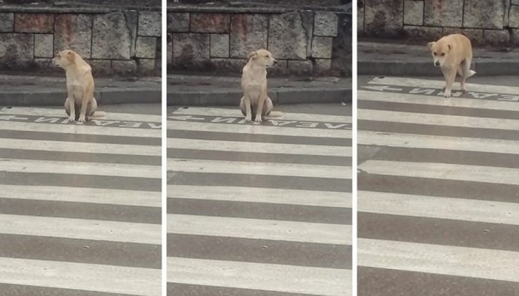 Варненско куче показва как да пресичаме правилно